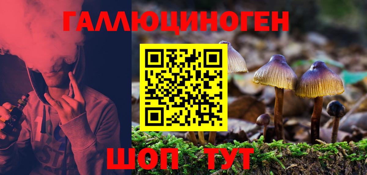 Галлюциногенные грибы Psilocybe Всеволожск
